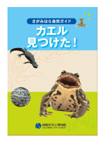 カエル見つけた